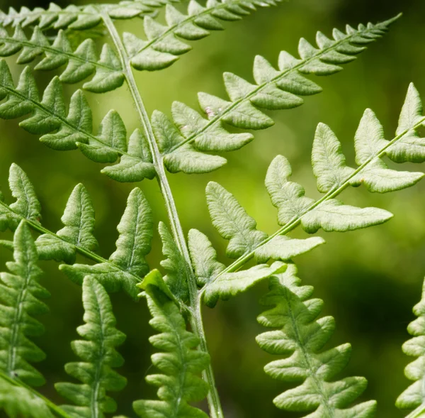 An abstract background image of a fern — Stock Photo, Image