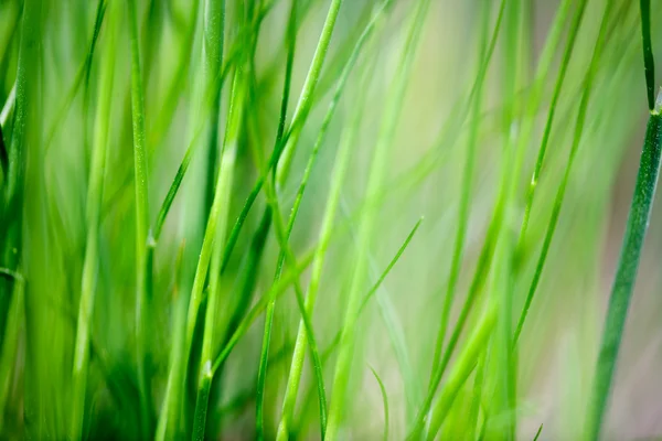 Grass Background — Stock Photo, Image