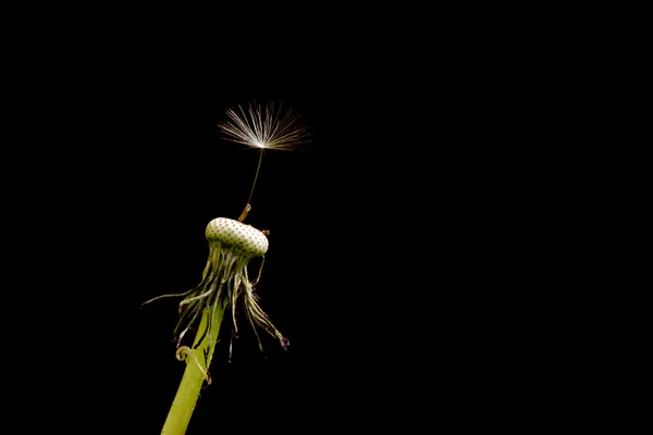 蒲公英的种子 — 图库照片