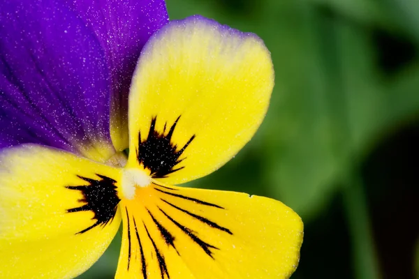 Macro tricolor viola — Foto de Stock