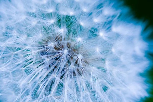 Dandelion Seed Background — Stock Photo, Image