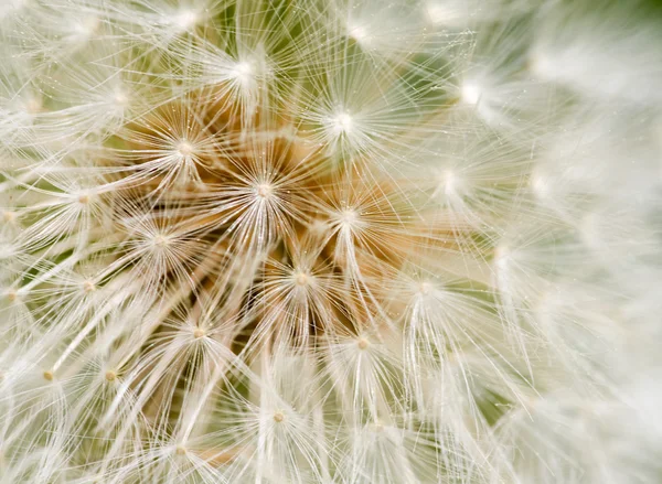 Dandelion Seed texture — Stock Photo, Image