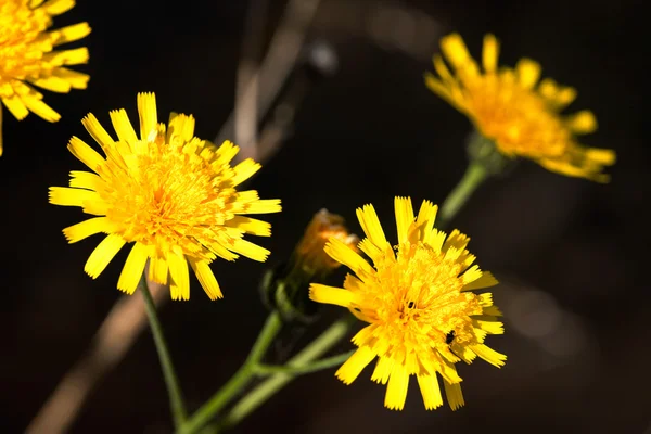 Jastrzębiec kosmaczek żółty kwiat — Zdjęcie stockowe