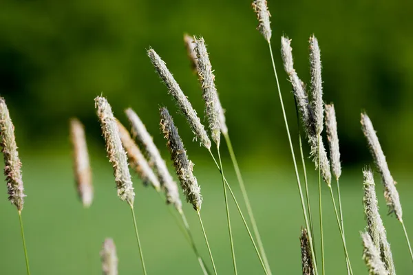 Macro de hierba silvestre — Foto de Stock