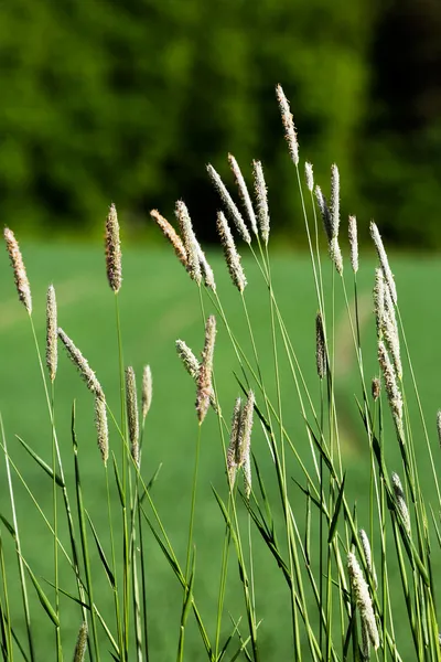 Dzika trawa tło — Zdjęcie stockowe