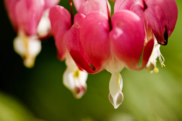 stock image Bleeding Heart Background