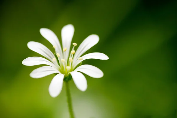 stock image White Flower Macro