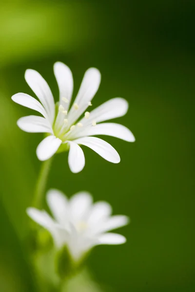 Stock image White Flower