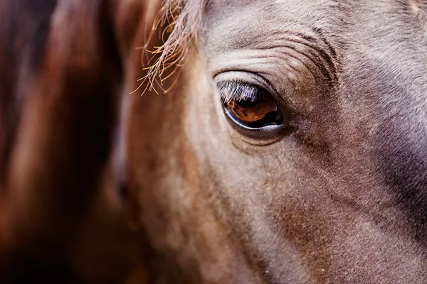 Λεπτομέρεια μάτι άλογο — Φωτογραφία Αρχείου