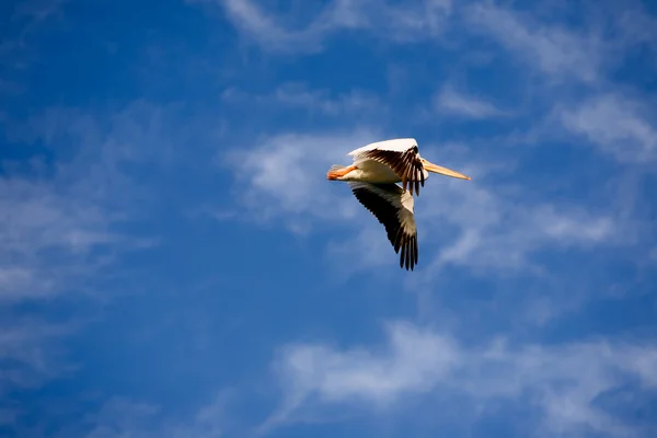 Pelikan w locie — Zdjęcie stockowe