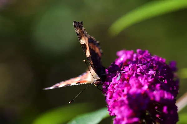 Бабочка на фиолетовой плантации — стоковое фото
