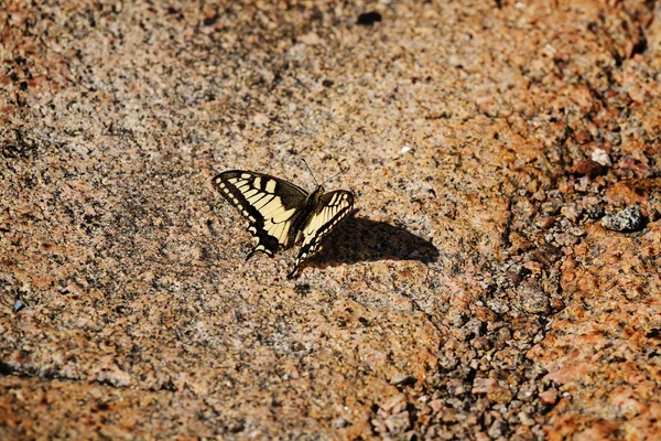 Ласточковая бабочка — стоковое фото