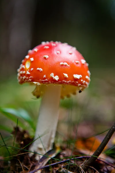 stock image Magic Mushroom