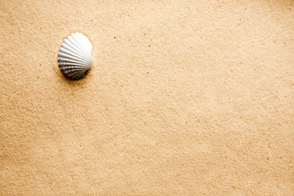 Coquille de sable Contexte — Photo