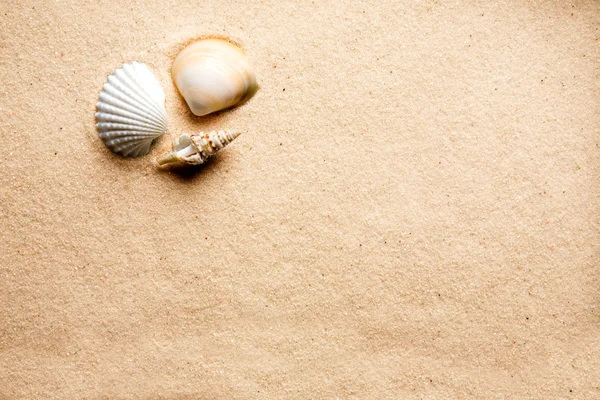 Песчаная оболочка — стоковое фото