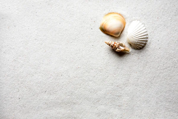 Zand shell achtergrond — Stockfoto