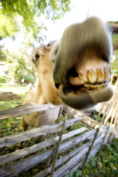 Őrült ló — Stock Fotó