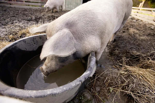 Schwein am Wassernapf — Stockfoto