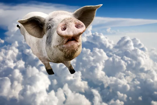 Cerdo volador — Foto de Stock