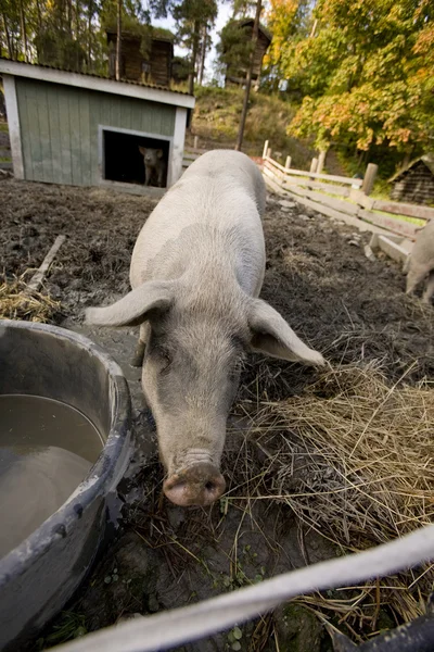 Pluma de cerdo — Foto de Stock