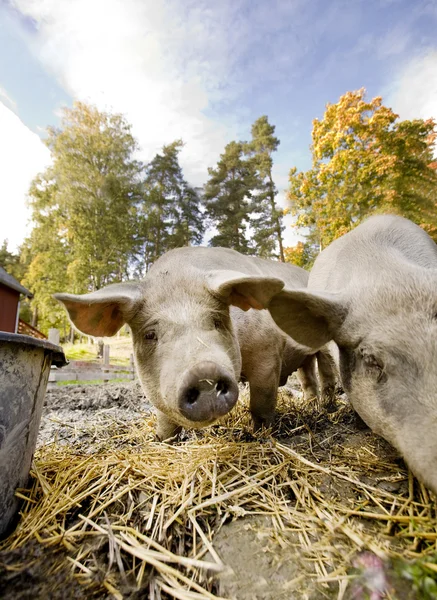 호기심 돼지 — 스톡 사진