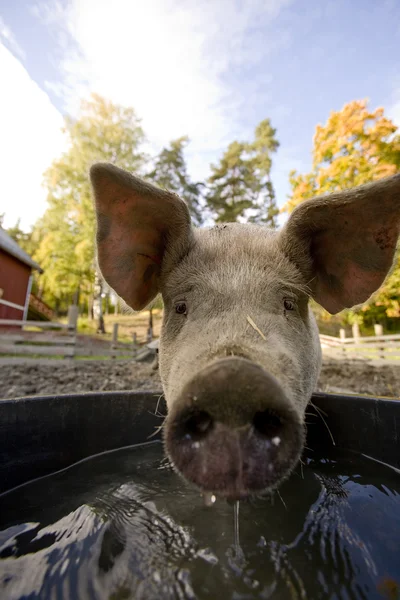 猪在水碗 — 图库照片
