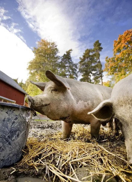 Porco na tigela de água — Fotografia de Stock