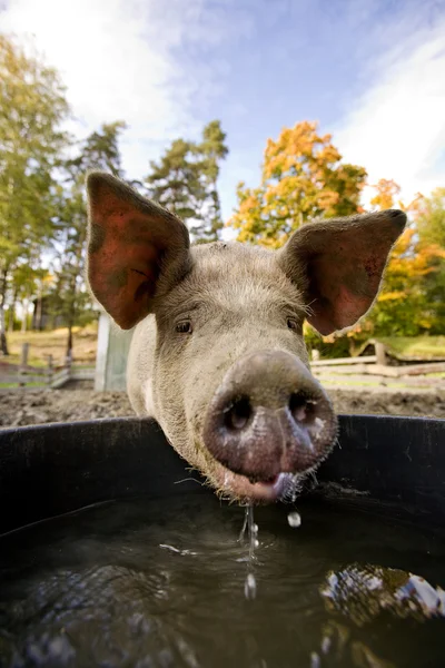 Schwein am Wassernapf — Stockfoto