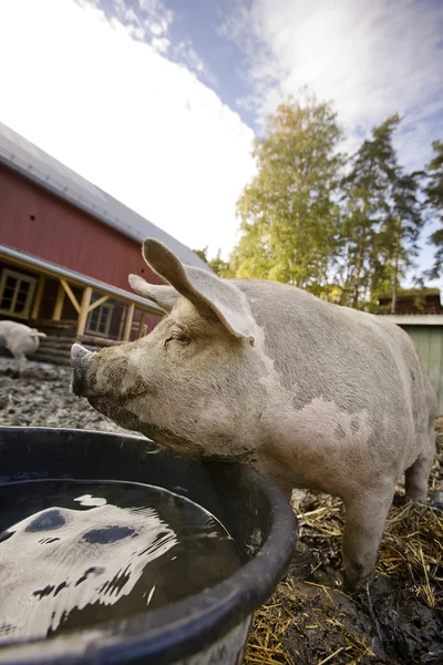 Зміст свиня — стокове фото