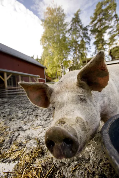 Ciekawy świnia — Zdjęcie stockowe