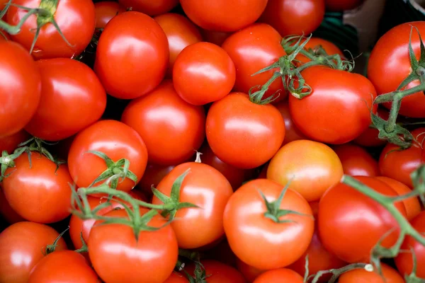 Fresh Tomatoes — Stock Photo, Image