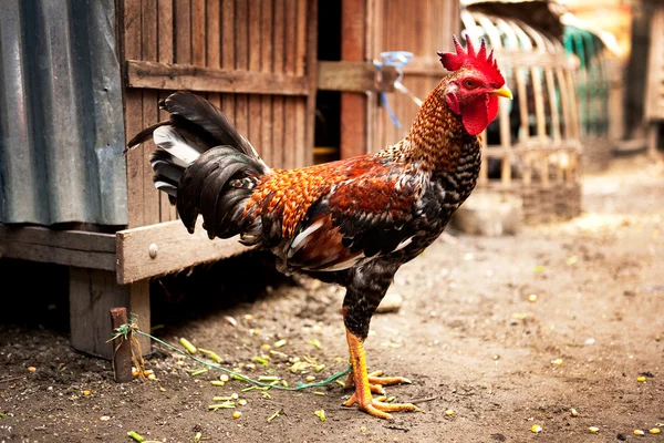 Brun kyckling — Stockfoto