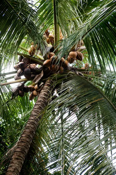 Palm tree detalj — Stockfoto