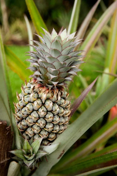 Pianta di ananas — Foto Stock