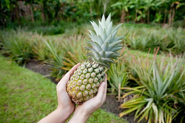 Fresh Pineapple — Stock Photo, Image