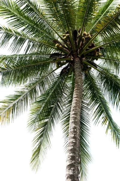 Ізольована пальмових дерев — стокове фото