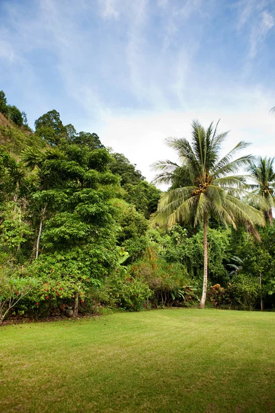 Quintal tropical — Fotografia de Stock