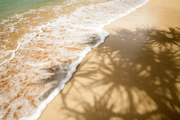 Palm Tree Shadow em trópicos — Fotografia de Stock
