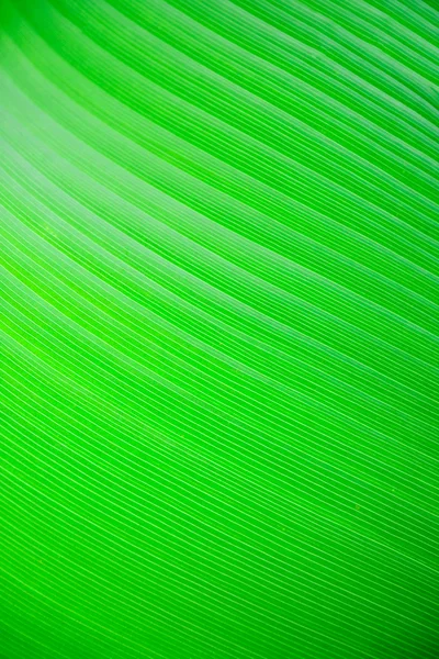 Large Leaf Background — Stock Photo, Image
