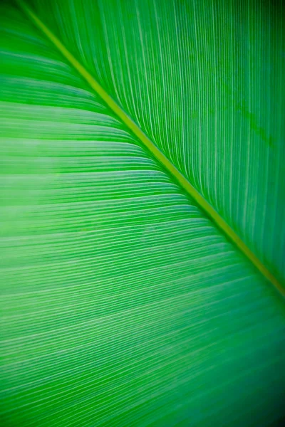 Large Leaf Texture — Stock Photo, Image