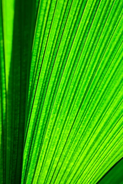 Leaf Texture — Stock Photo, Image