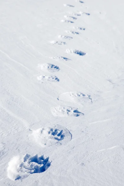 Polar Bear Tracks — Stockfoto