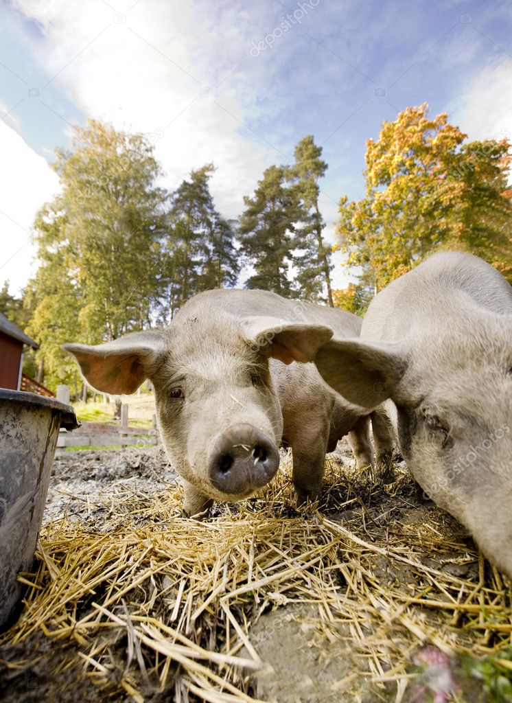 Curious Pig