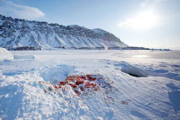 Caccia alle foche — Foto Stock