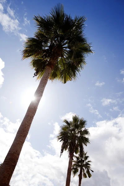 Paraíso de palmeira — Fotografia de Stock