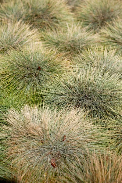緑の草の要約 — ストック写真