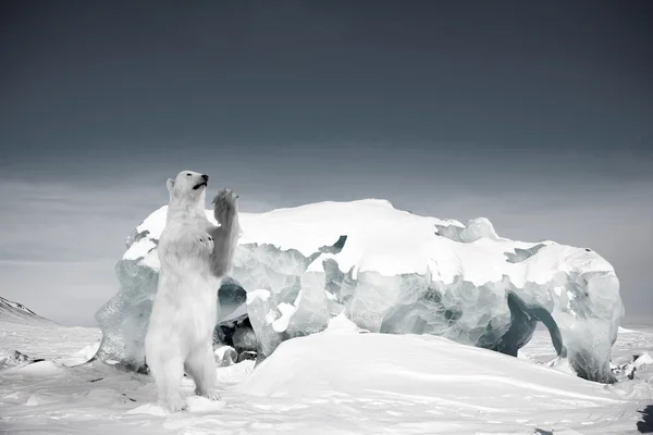 Oso polar —  Fotos de Stock