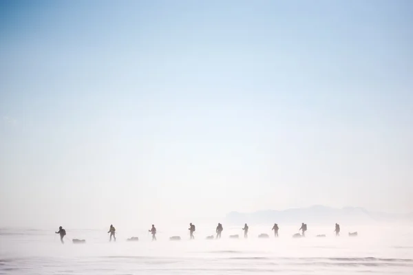 Зимняя дикость — стоковое фото
