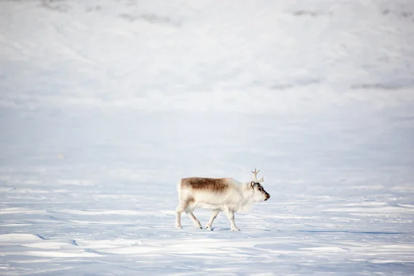 Северный олень — стоковое фото
