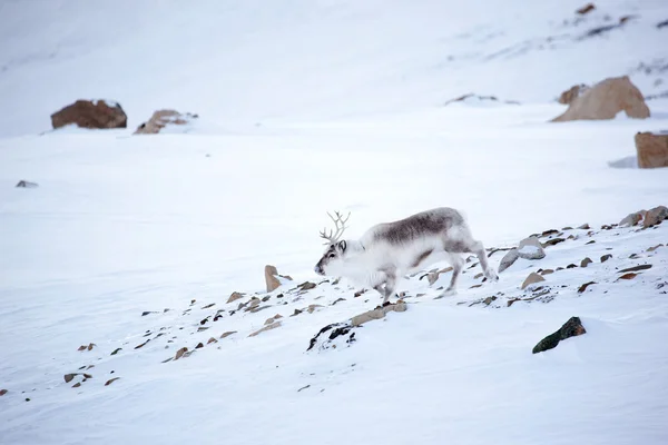 Северный олень — стоковое фото